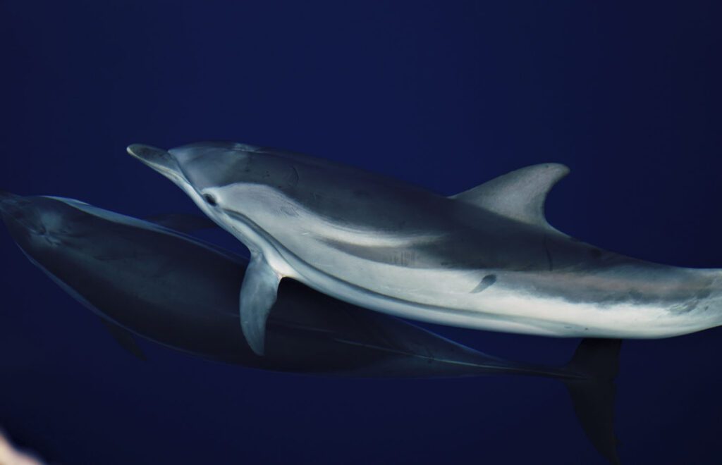 Delfines comunes y listados son los más vistos en La Azohía